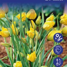 8718641999752 1 Tulip Sylvestris Woodland Tulip Bulbs.jpg